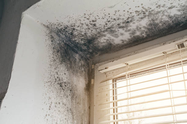 Affordable Mold Removal solutions in Burgess, VA