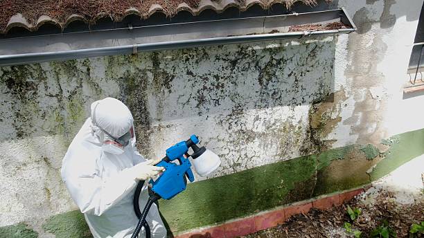 Top rated local Mold Removal specialists in Burgess, VA
